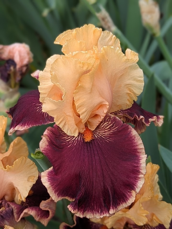 ‘Glamour Pants’ TB Bearded Iris Rhizome PRE-SALE to Ship Aug/Sept