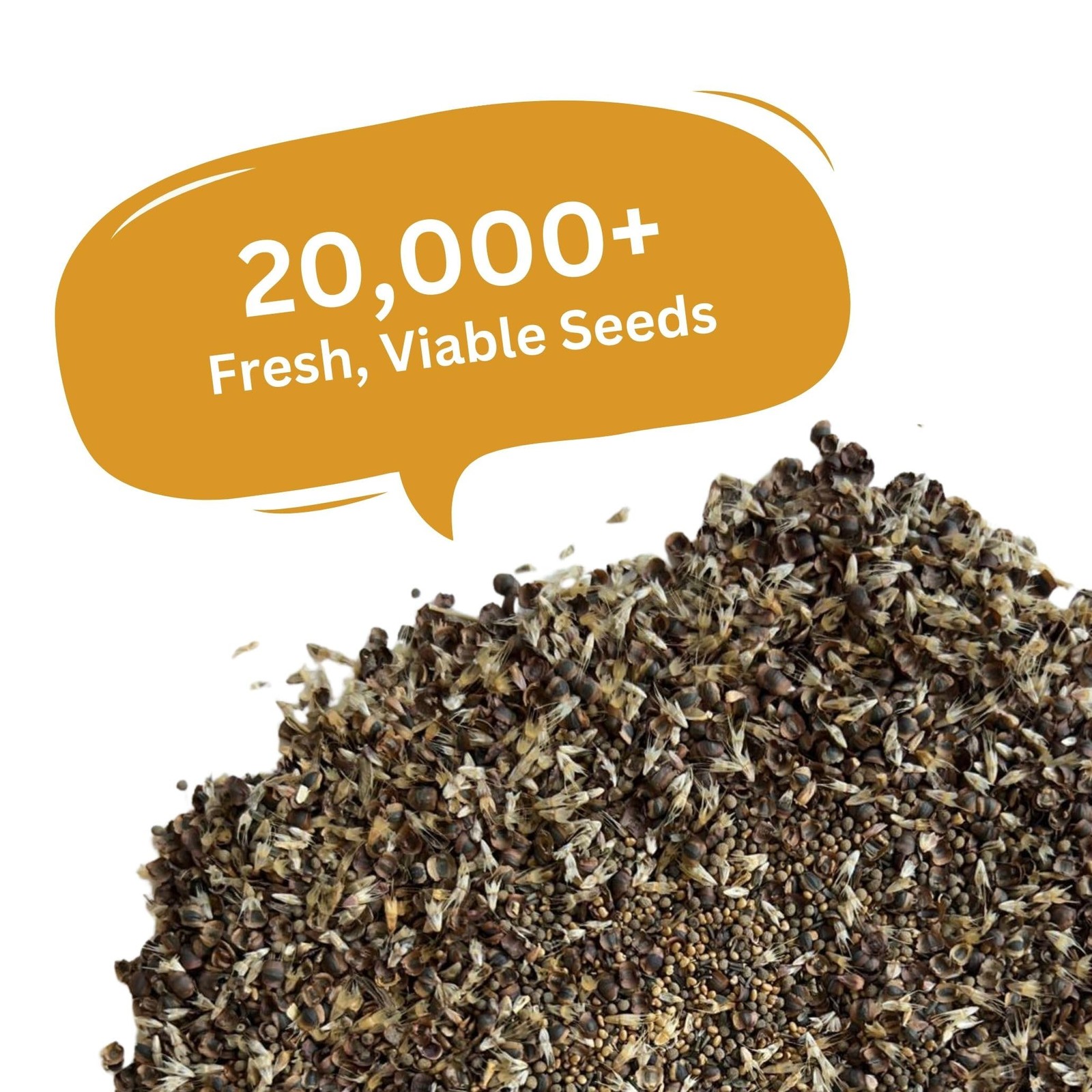 Drought Tolerant Wildflower Mix – 20,000+ NonGMO Seeds for Dry Climates