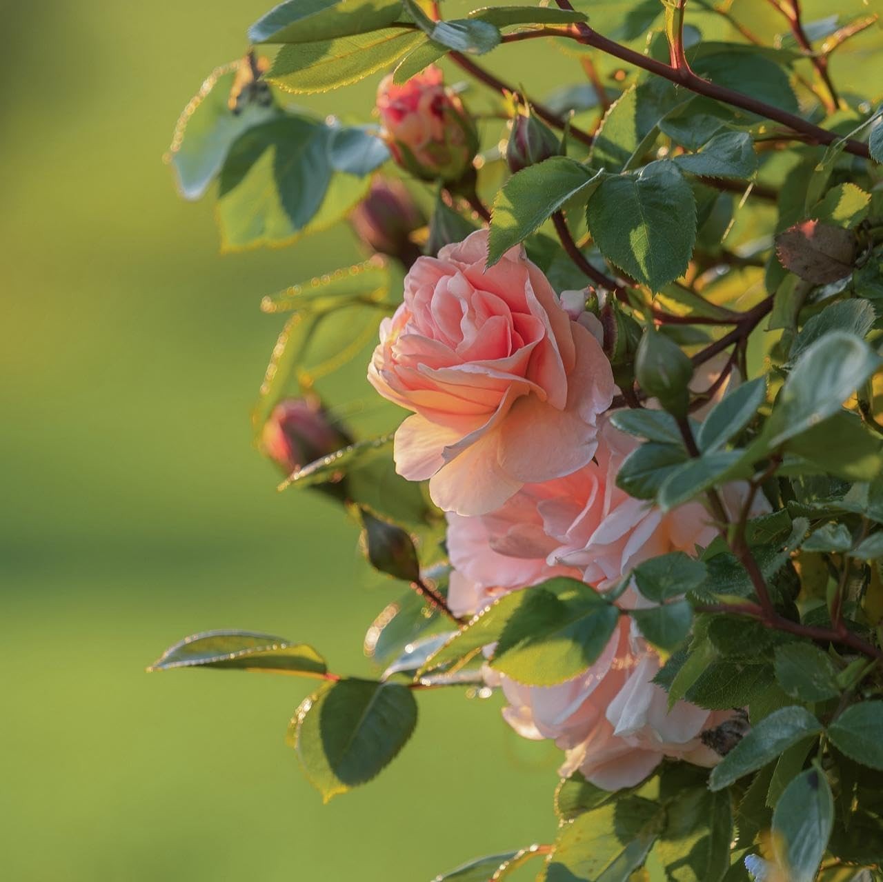 150+ Pink Rose Seeds Fragrant Perennial Flower Shrub Non-GMO Heirloom Garden DIY