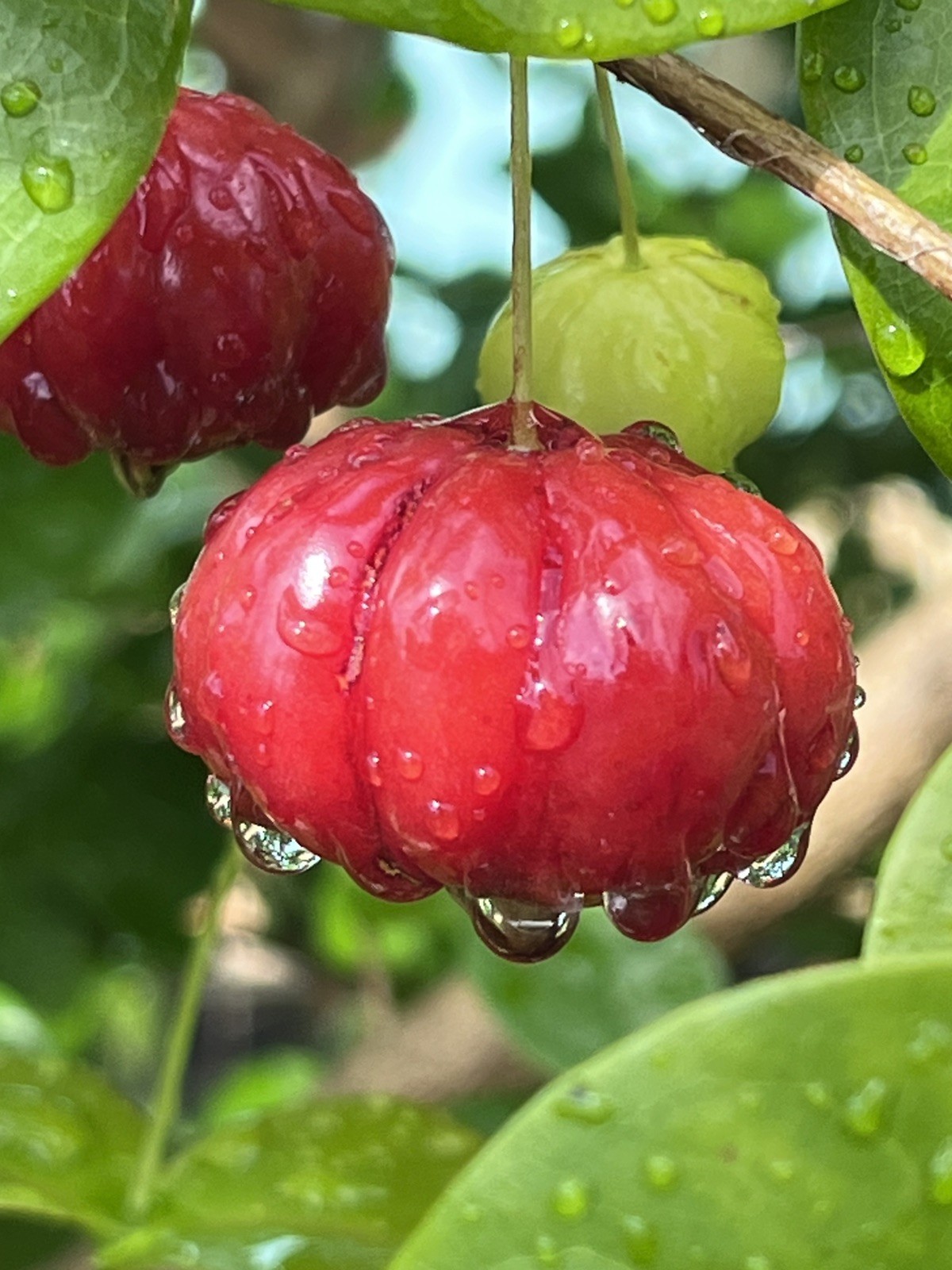 20 FRESH BLACK SURINAM CHERRY SEEDS – UNIFLORA – BEST SELLER!