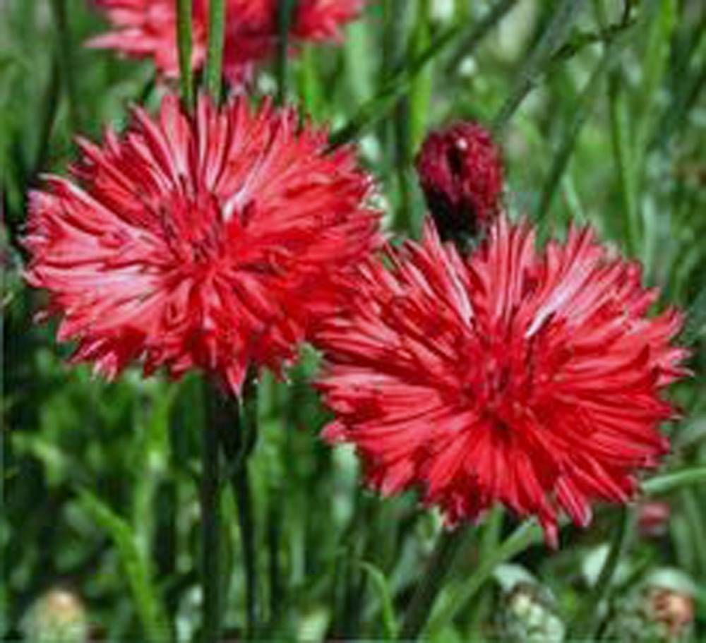 bachelor, RED BACHELOR’S BUTTONS multiple red flowers bushy 120 seeds! GroCo USA