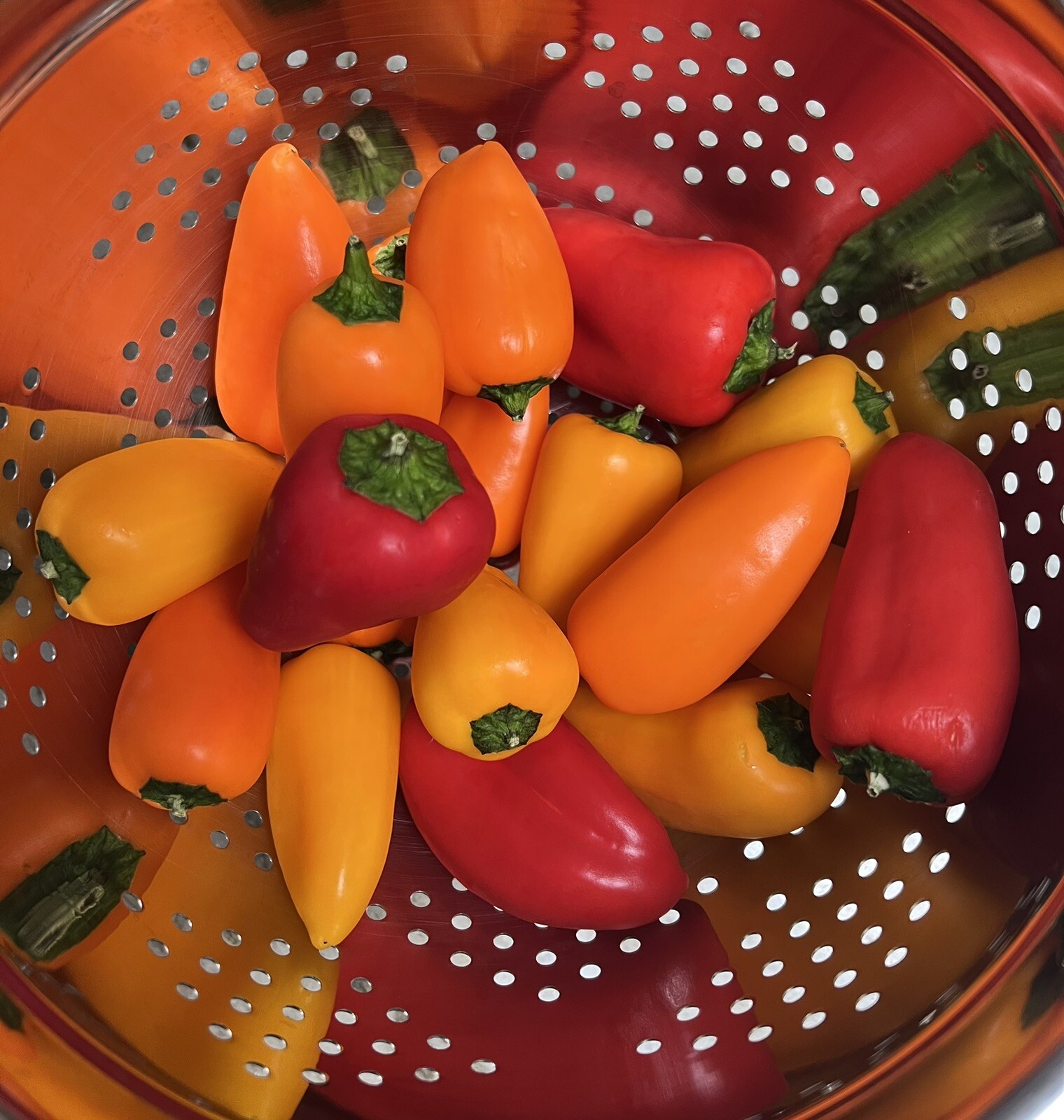 Sweet Mini Pepper Seeds, Red, Orange, & Yellow Organic 200+
