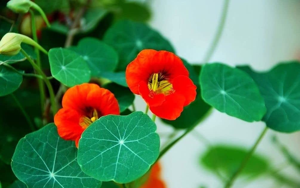 50 Pcs Nasturtium (Tropaeolum Nanum) Flower Seeds Non-GMO Plant