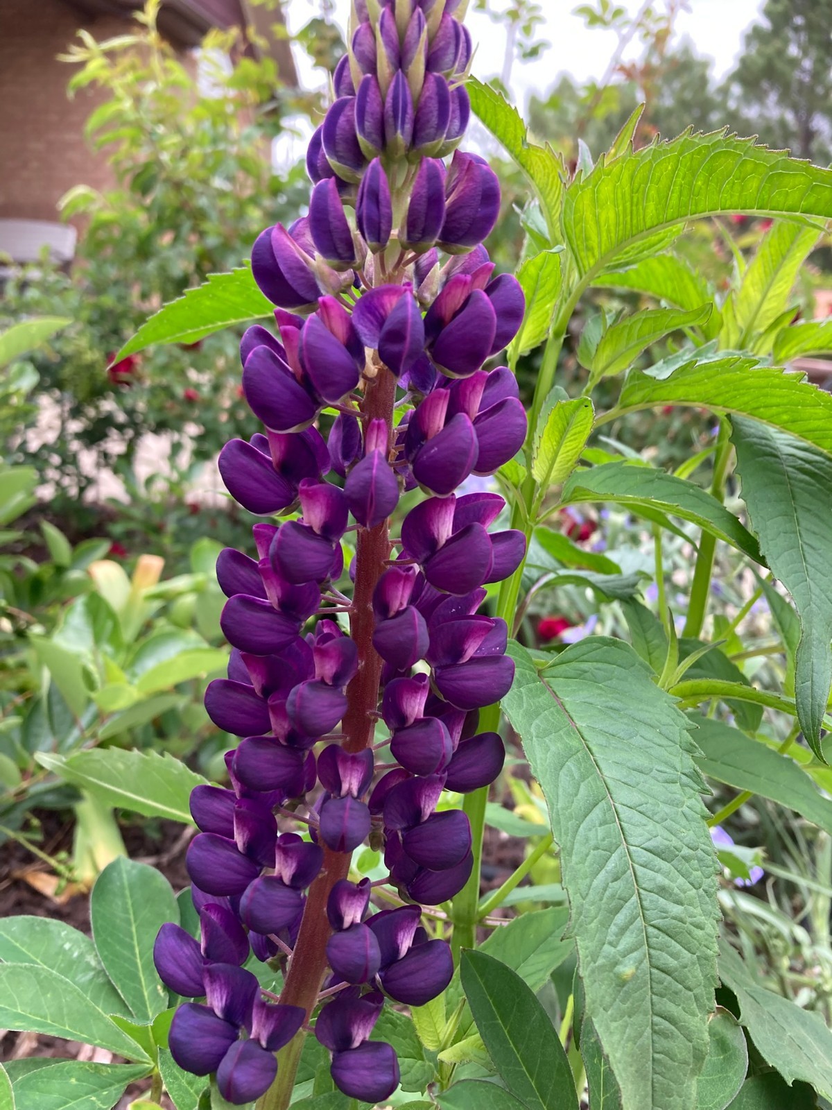 Lupinus polyphyllus “Dark Purple” Seeds, Ornamental Flowering Lupine Plant
