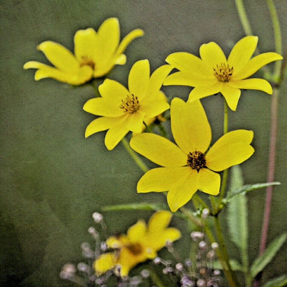 101+SWAMP MARIGOLD Seeds Tickseed Native Wildflower Shrub Bush Flowers Fast Easy