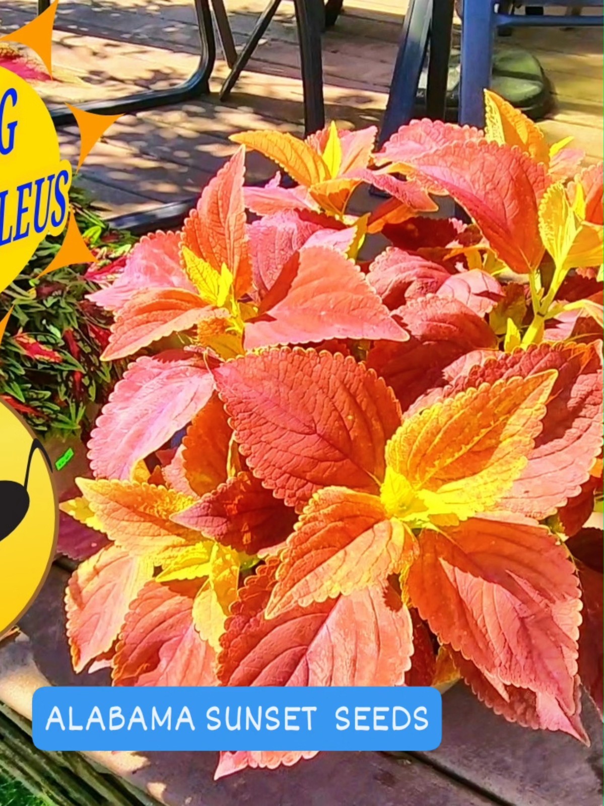 JIM’s CHOICE 8 PACK COLORFUL COLEUS SEEDS FREE SHIPPING