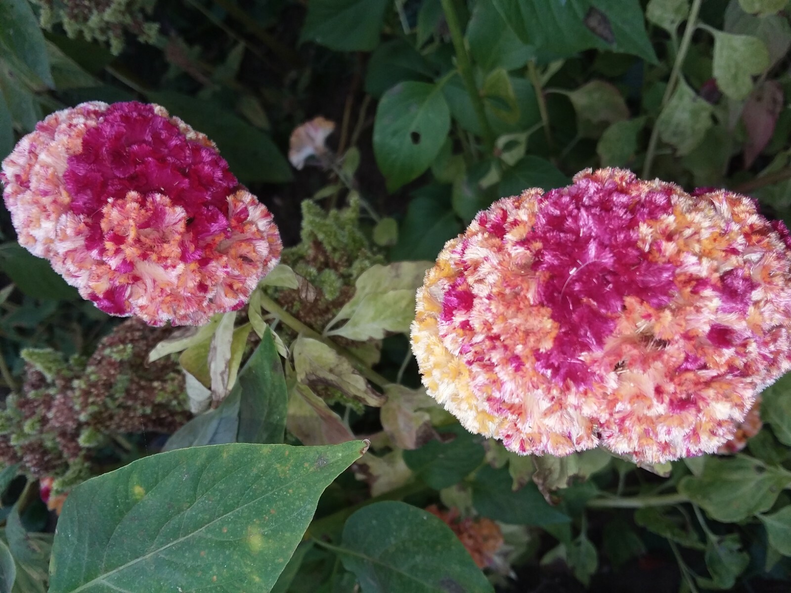 Yellow/Red Marble Brain Celosia 25 SEEDS 4 ft. tall Comb. S/H See Our Store