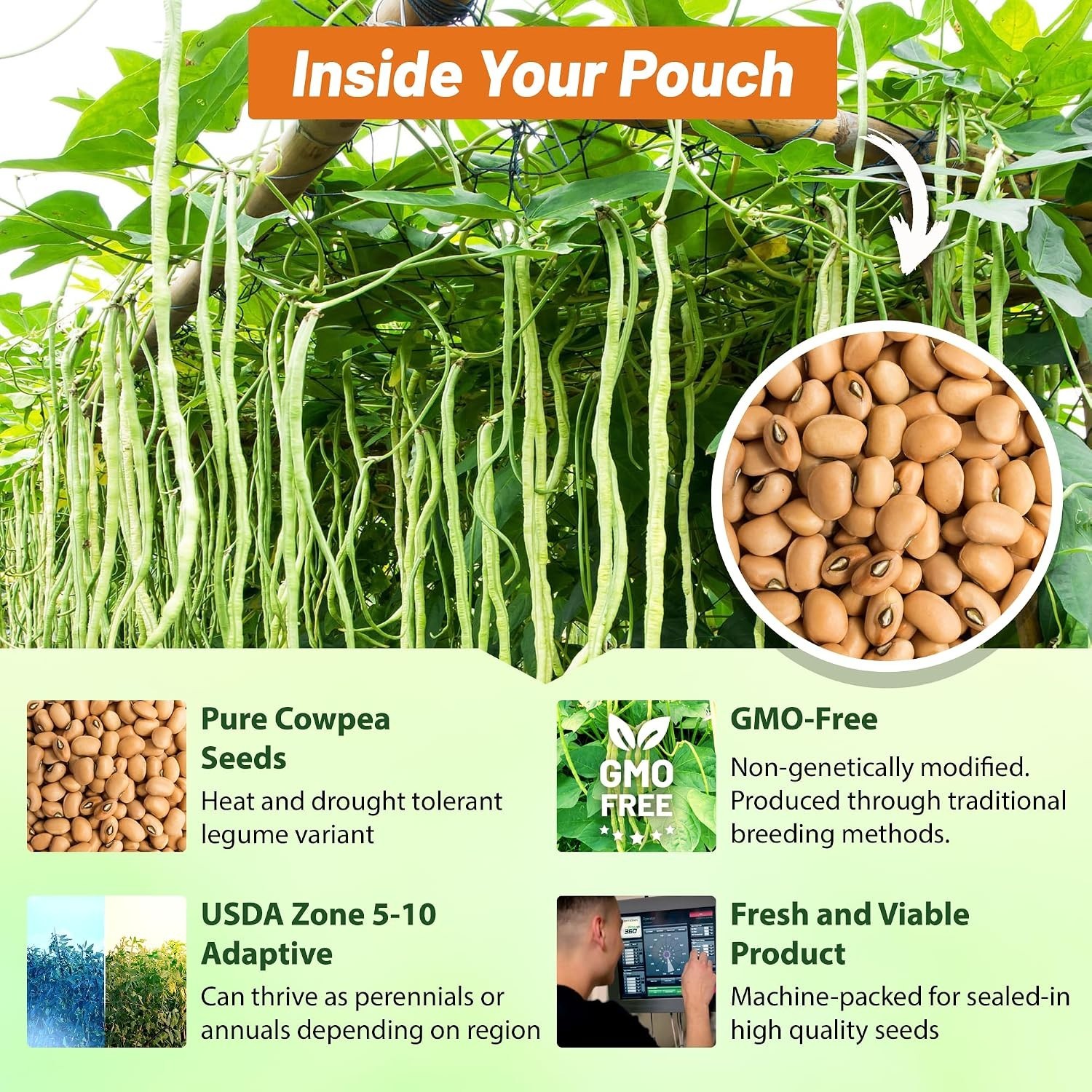 Nutrient-Rich Cowpeas Seeds – 10 lbs Cover Crops & Forage