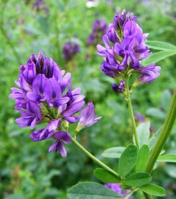 Alfalfa Seeds (Medicago sativa L.) – Alfalfa Cover Crop, 1600 Seeds | NON-GMO US