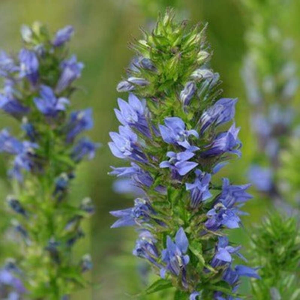 Pollinator Garden Boxed Seed Collection ~Native Wildflower Pollinator Attractors