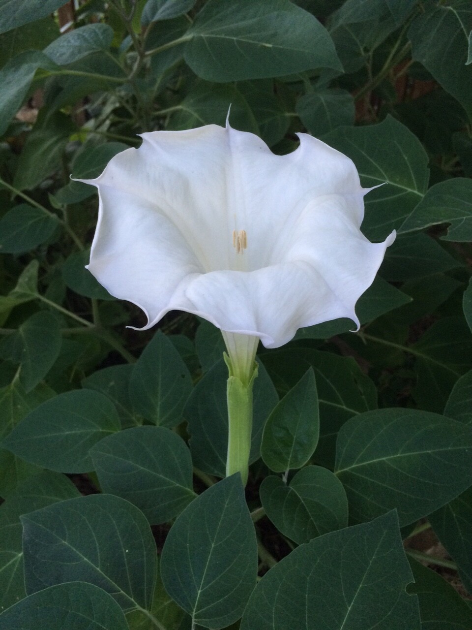 Moonflower Seeds WHITE Fragrant Bush Organic Moon flower Datura Angel Trumpet