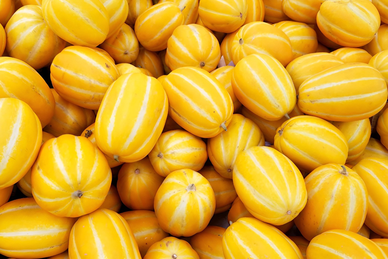 40 Heirloom Early Silver Line Melon Seeds – 2-3Lb Super Sweet Korean Melon
