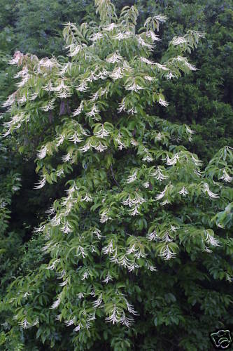 Lily of the Valley Tree, Oxydendrum arboreum, Seeds (Fall Color, Fragrant)