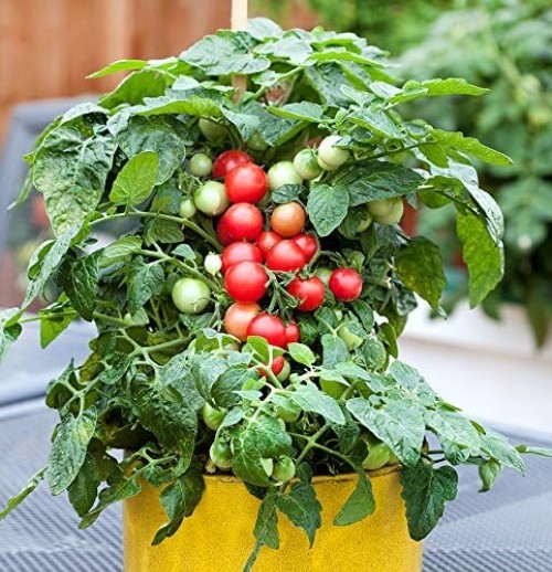 Heirloom Dwarf Red Robin Tomato Seeds – 30 Count, Easy to Grow in Containers