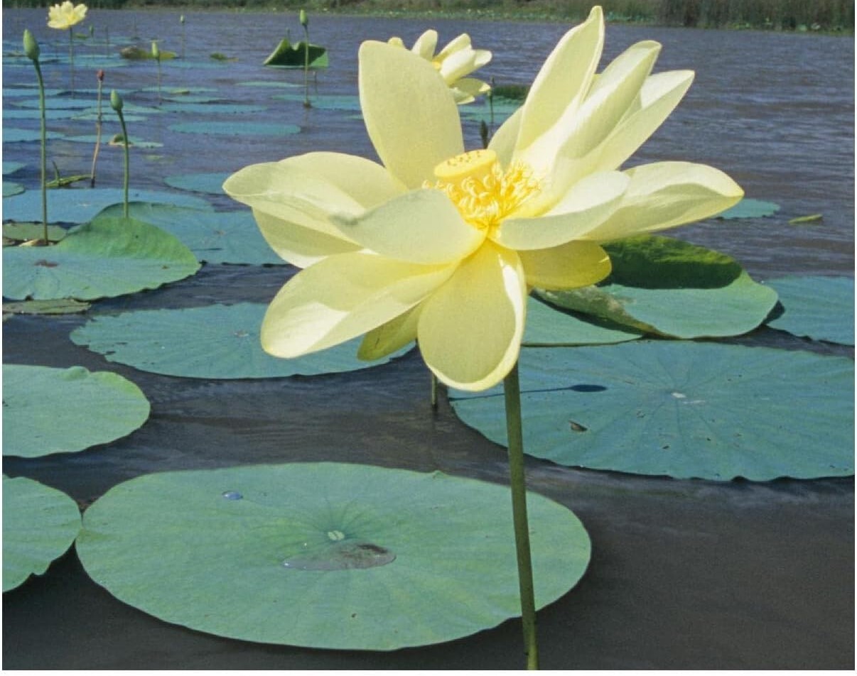 10 American Lotus Seeds Yellow Lotus Water Lily Seeds Heirloom Native in USA