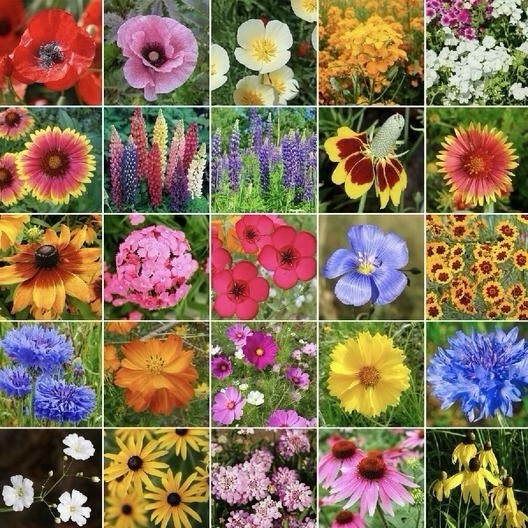 250 Midwest Wildflower Seed Mix – 23 Varieties Attracts Pollinators Hummingbirds