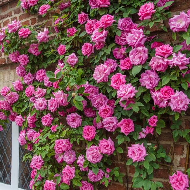 250 Mixed Climbing Rose Seeds – Fragrant Vibrant Climbing Blooms, Decorative …