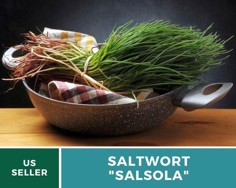 Saltwort – Salsola – 50 Seeds – Culinary & Medicinal Herb – GMO Free