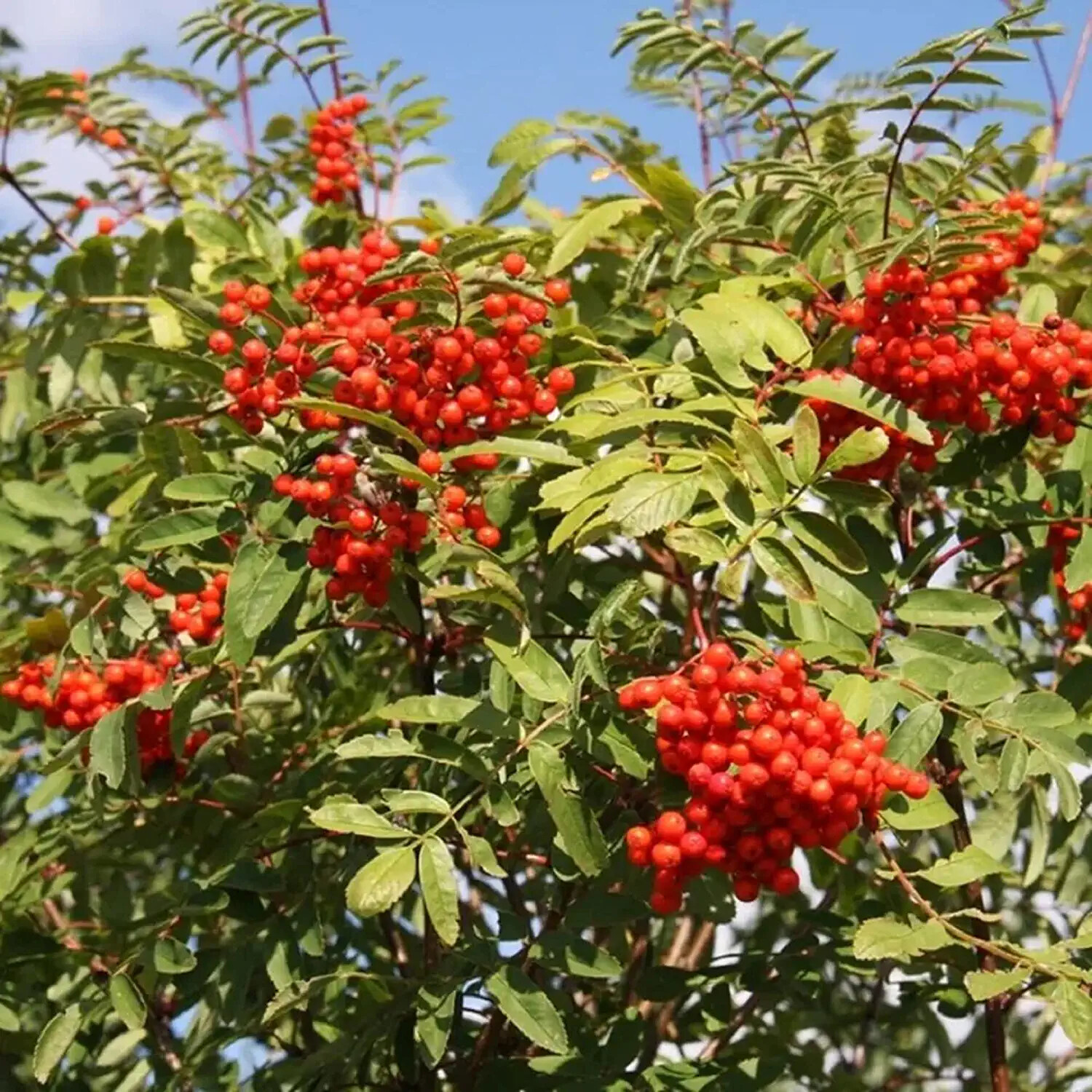 10 Mountain Ash Seeds for Planting Sorbus Aucuparia