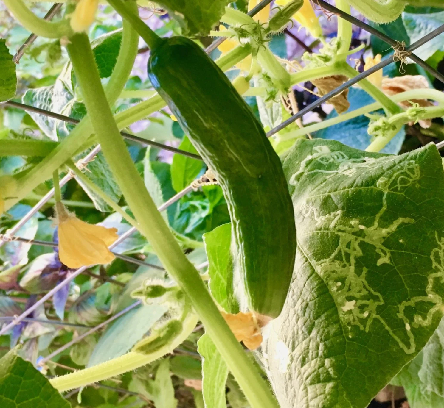 Persian Cucumber (Open-Pollinated) Seeds – For 2026 Planting US Grown Beit Alpha