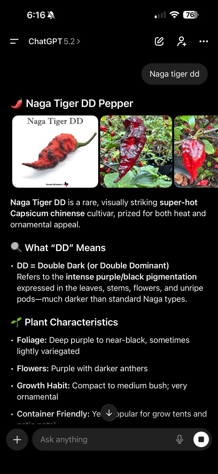 Rare!! 5 Naga Tiger DD Pepper 🌶️ Plants!! Healthy And Rooted!! Ready To Ship!!