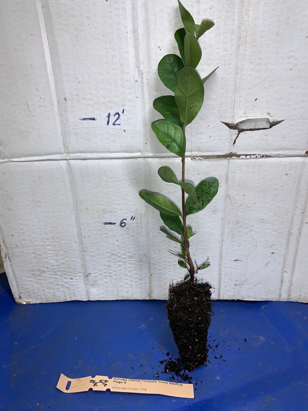 Rannaya (Nikita) Pineapple Guava Seedling Plug rooted 10-14 inches tall