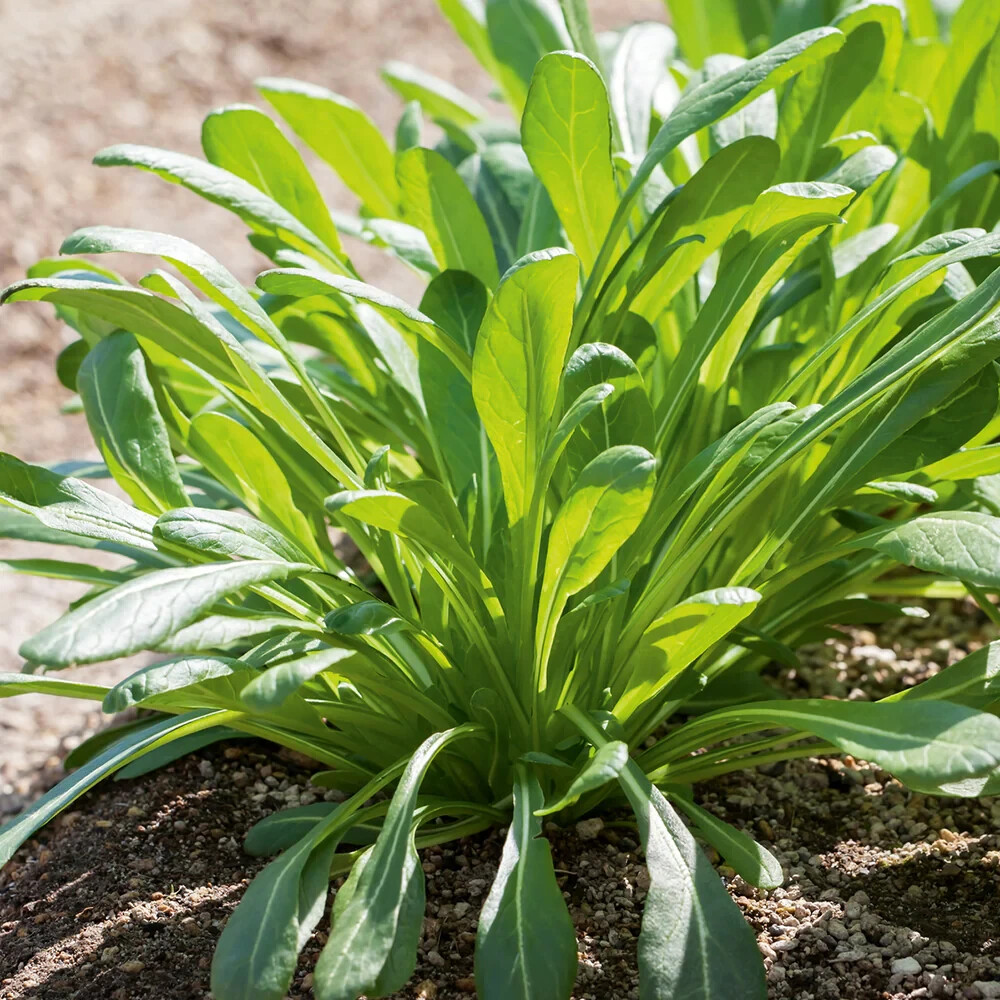 Mibuna Chinese Cabbage Seeds, NON-GMO, Chinese Broccoli, Chinese Kale, FREE SHIP