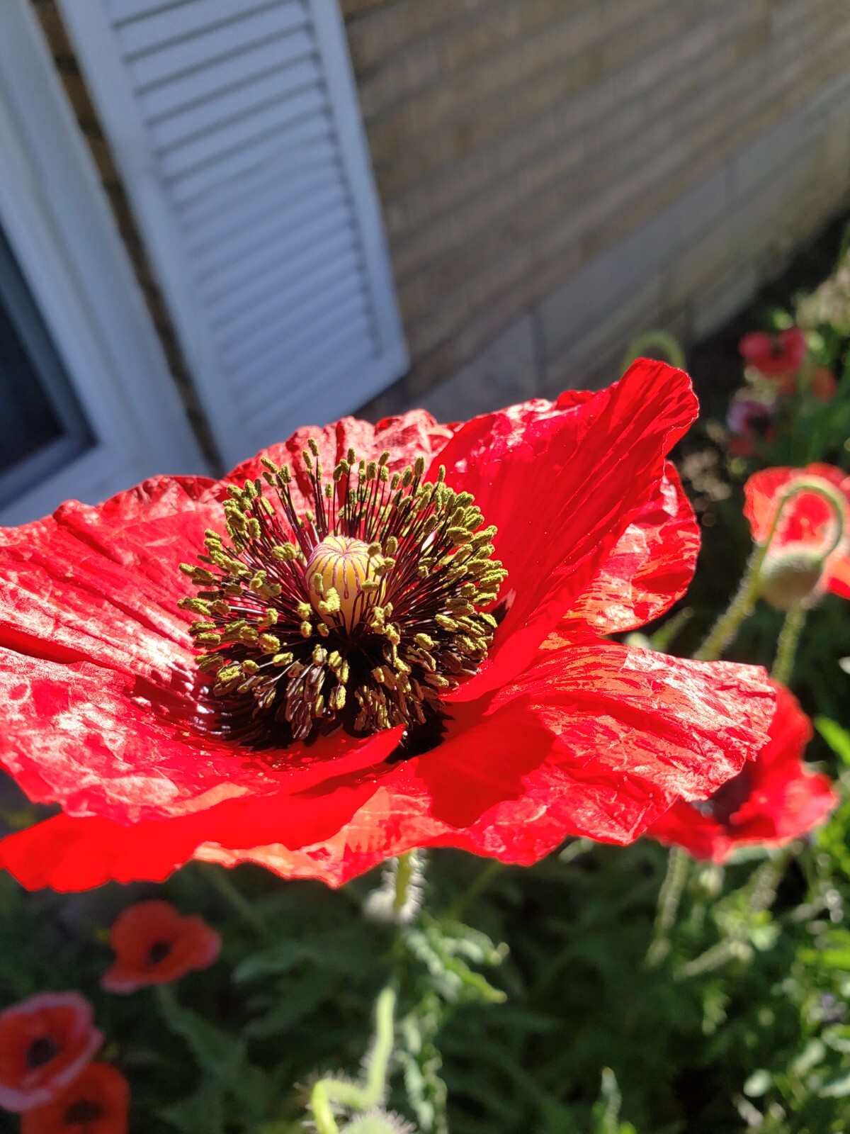 Mixed Poppy Seeds Several Varieties 100-200 Count *Free Shipping*
