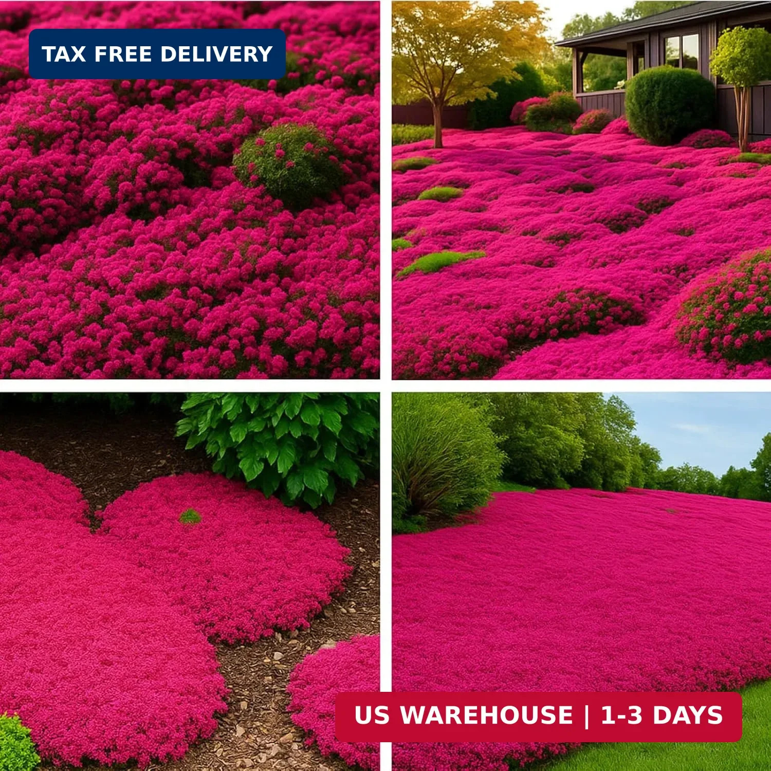 30,000 Tiny Red Creeping Thyme Seeds (Thymus praecox) – Bulk Perennial Ground Co