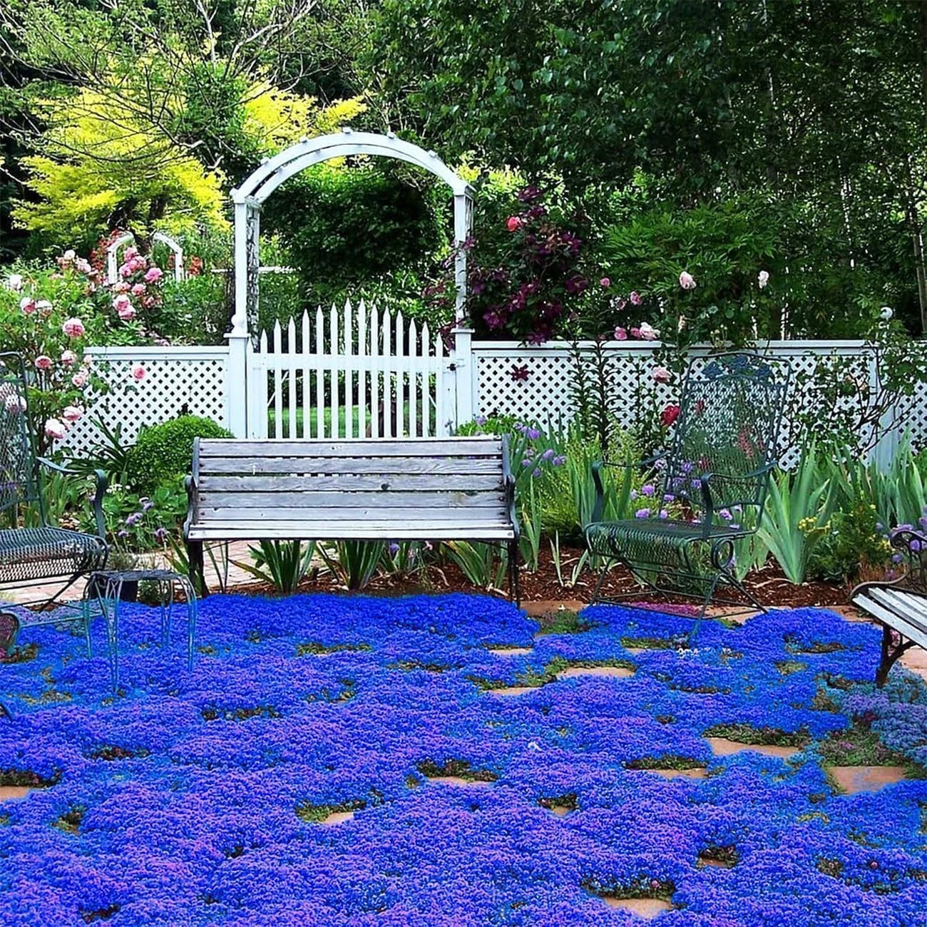 29000+ Magic Creeping Thyme Seeds for Planting Perennial Ground Cover Plants …