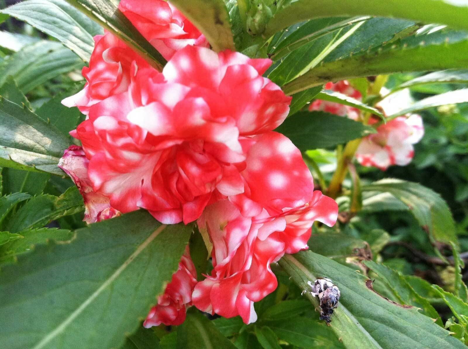 Impatiens balsamina Mixed Colors | Rose Balsam | Touch-Me-Not | 10_Seeds