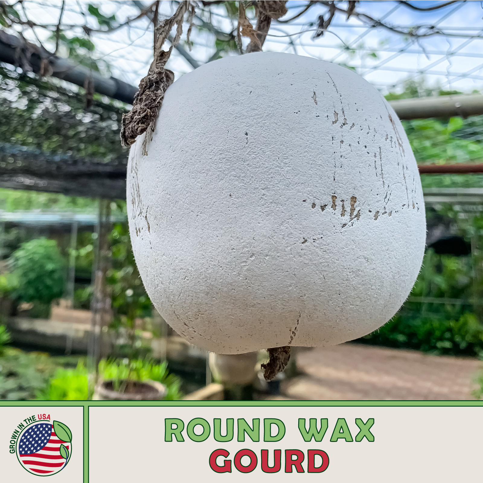 10 Round Wax Gourd Seeds, Winter Melon, Ash Gourd, Heirloom, Non-GMO