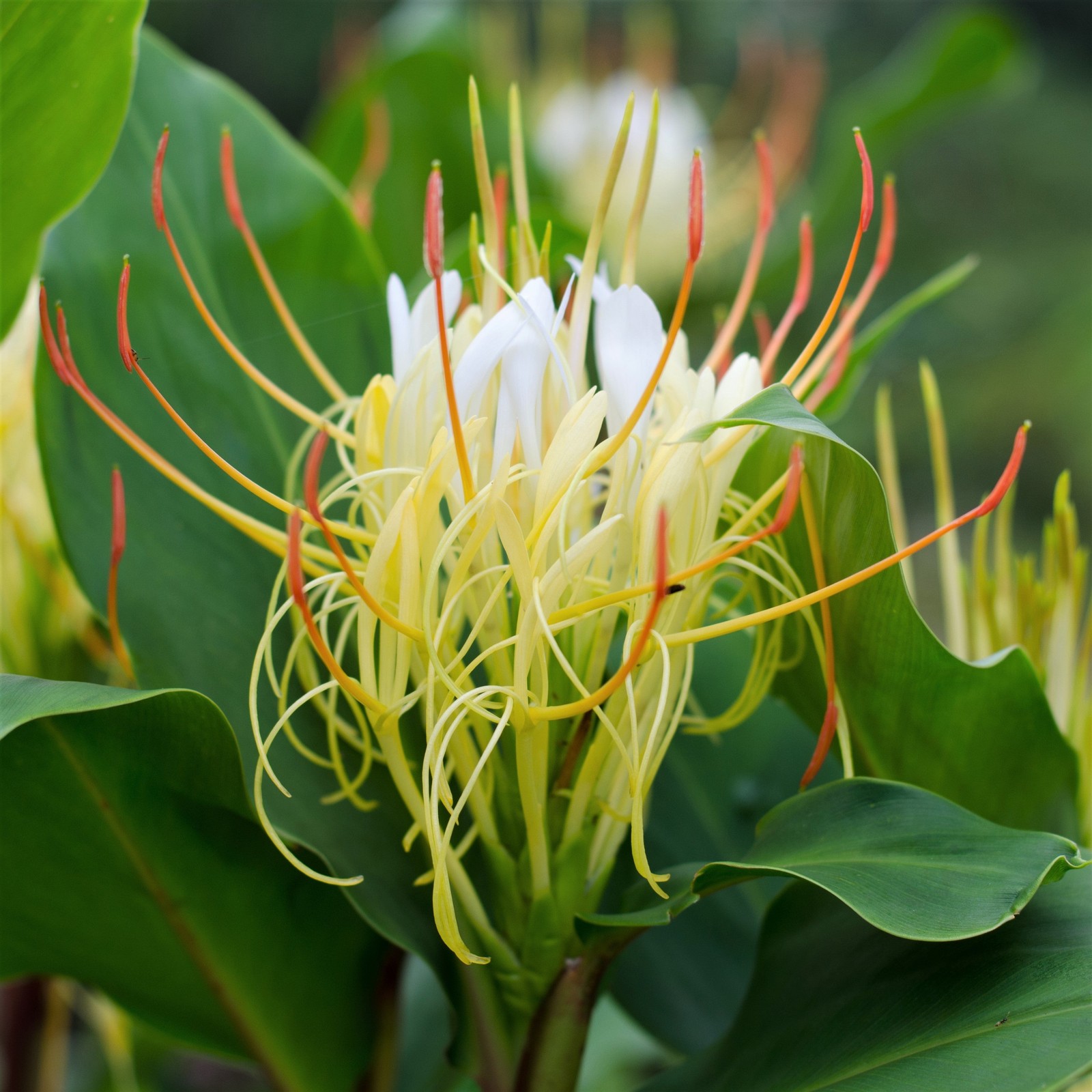 Ginger Ellipticum 3 Plant Bulbs – Fragrant Summer Blooms, Rare Tropical