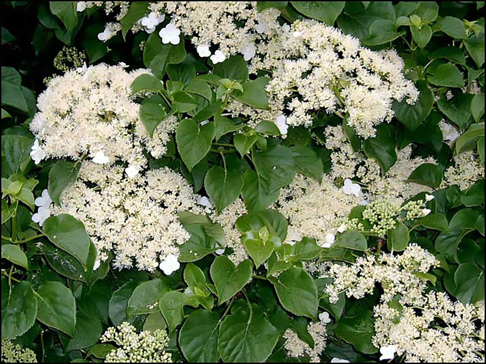 Climbing Hydrangea, Hydrangea anomala petiolaris, Vine Seeds, (Showy, Fragrant)