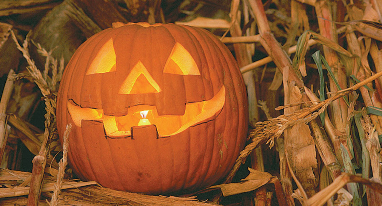 50 JACK O LANTERN PUMPKIN SEEDS, CARVING TYPE FRESH HARVEST FOR GARDENS