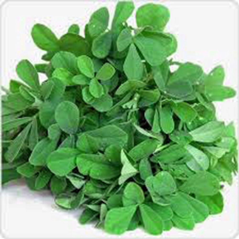 FENUGREEK, HERB SEED, HEIRLOOM, 20+ SEEDS, HEALTHY AND TASTY HERB