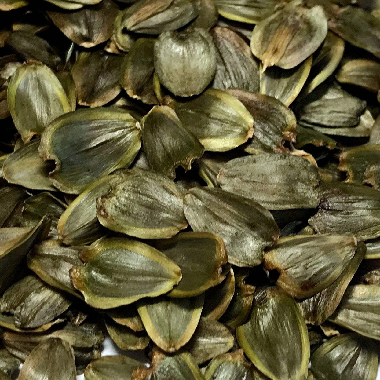 Cup Plant Seeds (Silphium perfoliatum) ~Native Wildflower Pollinator Garden