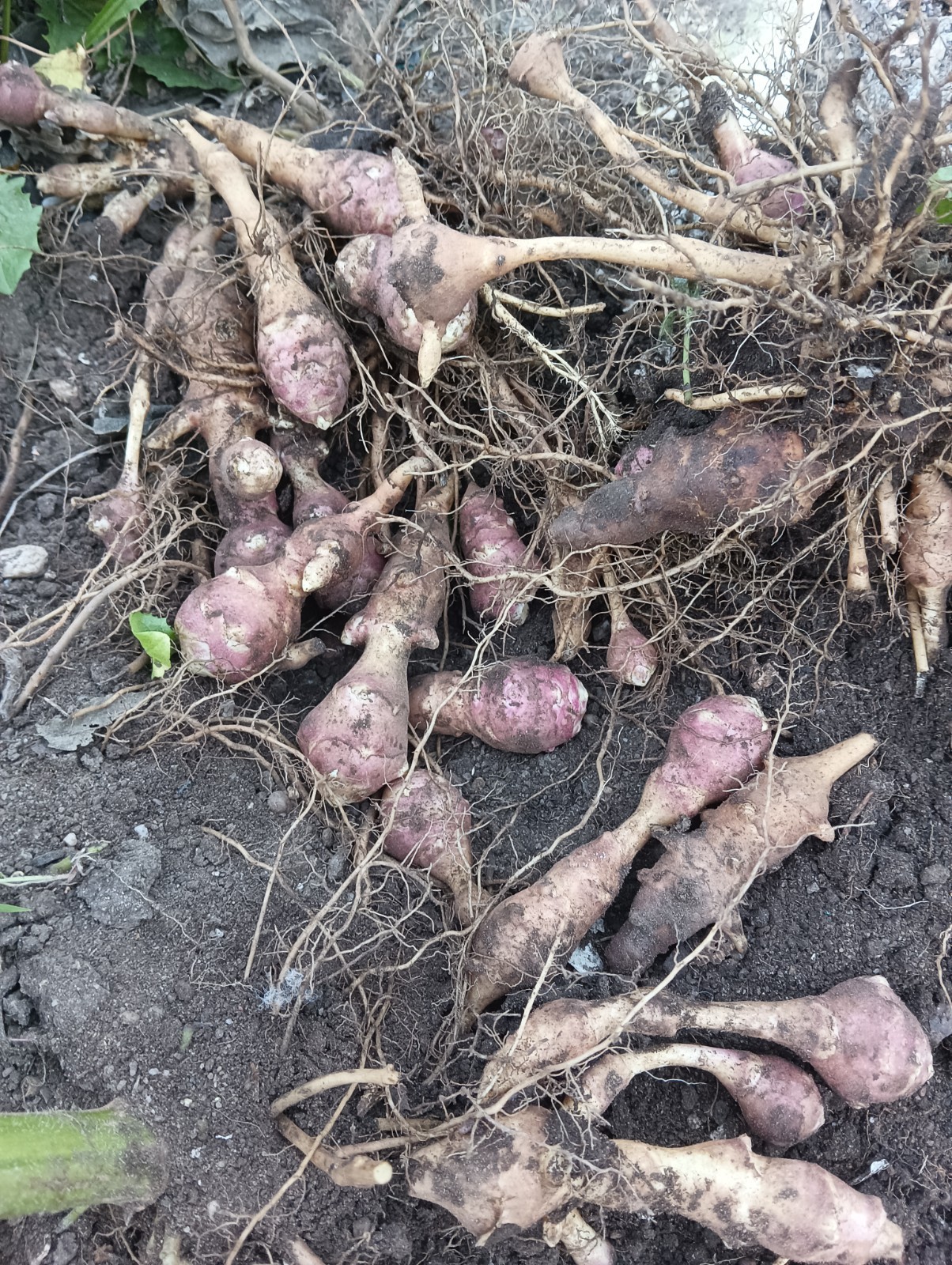 1 LB Tubers Premium Organic PINK Jerusalem Artichoke (Sunchoke), Plant Or Eat!