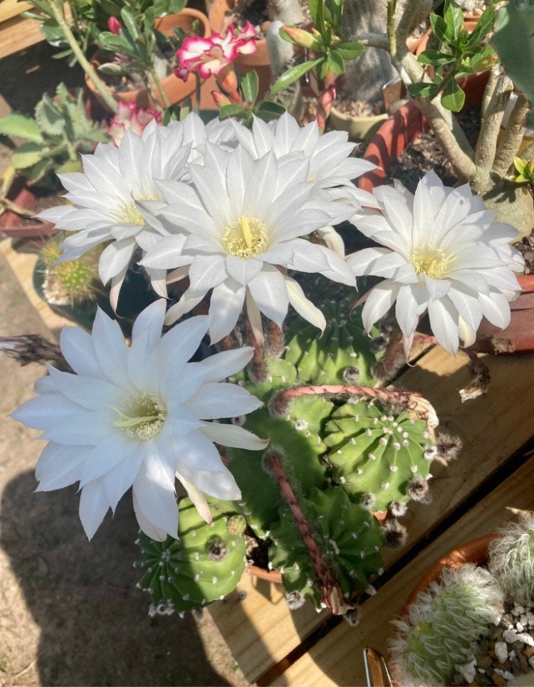Seed- Echinopsis subdenudata 25+ seeds (2023 harvest)