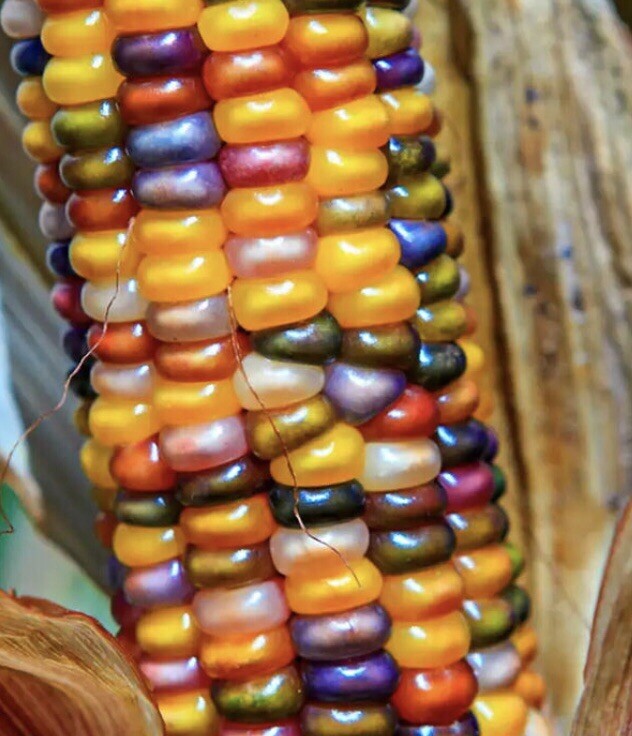 Glass Gem Corn Seeds