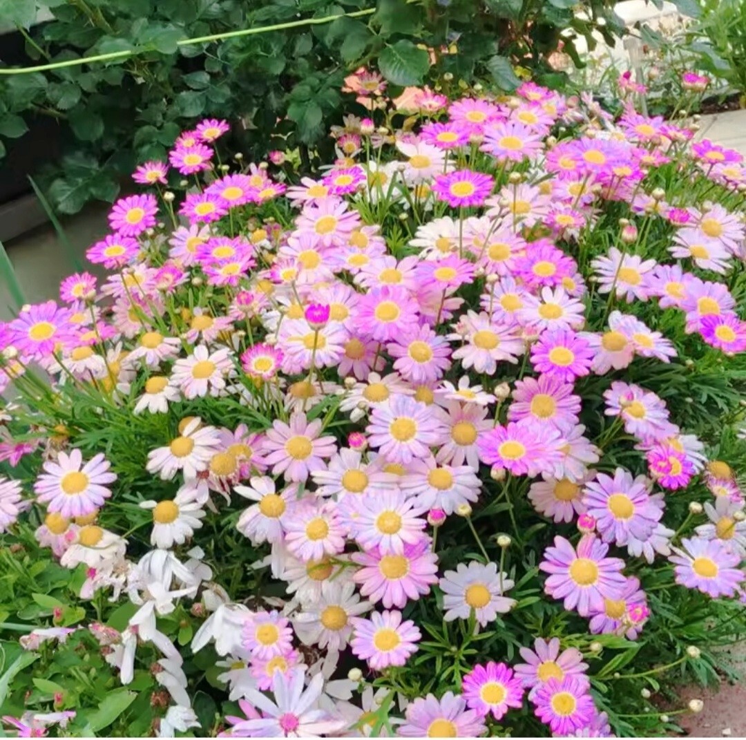 Pyrethrum SeedsTanacetum Chrysanthemum Painted Daisy Fresh Garden Seeds Heirloom