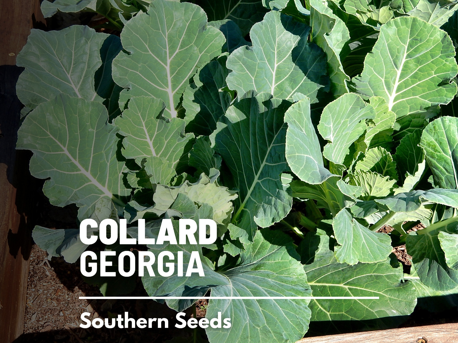 Collard Greens, Georgia – 100 Seeds – Heirloom Vegetable – Open Pollinated – Non