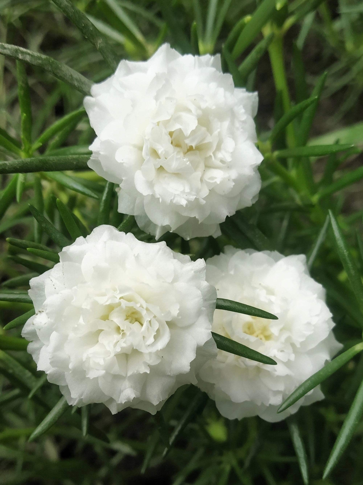 100 WHITE PORTULACA Grandiflora / MOSS ROSE Flower Seeds *Flat S/H