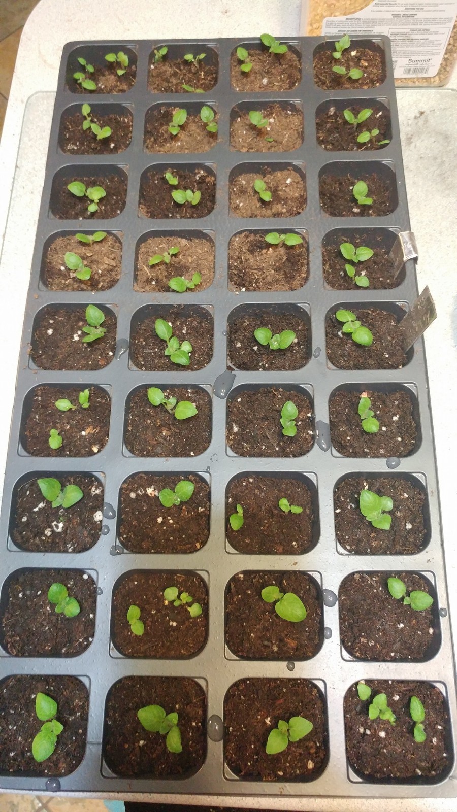 50 TPS True Potato Seeds Russet Yellow ORGANIC mix Potatoes Berry Bred in USA