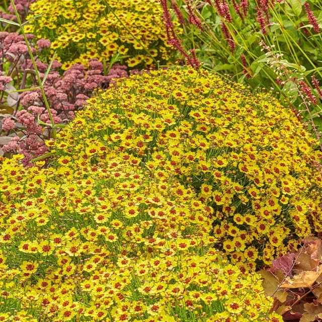 5000+ Coreopsis Plains Wildflower Seeds – Vibrant Golden Yellow Blooms, Droug…