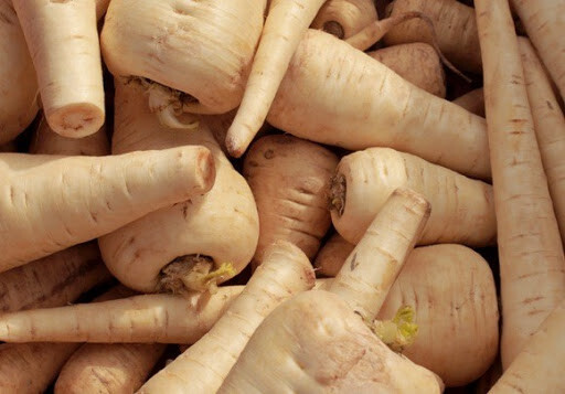 200+Parsnip Seeds All American Parsnip Seeds(Pastinaca sativa) USA