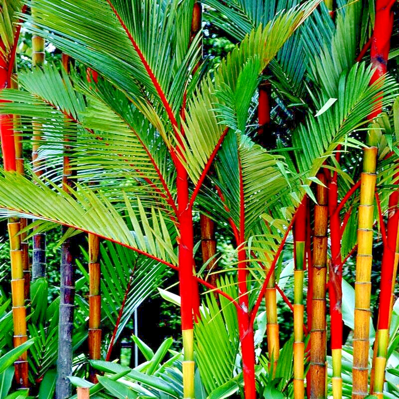 RED SEALING WAX “LIPSTICK PALM” TREE SEEDS (Cyrtostachys renda) House Plant RARE