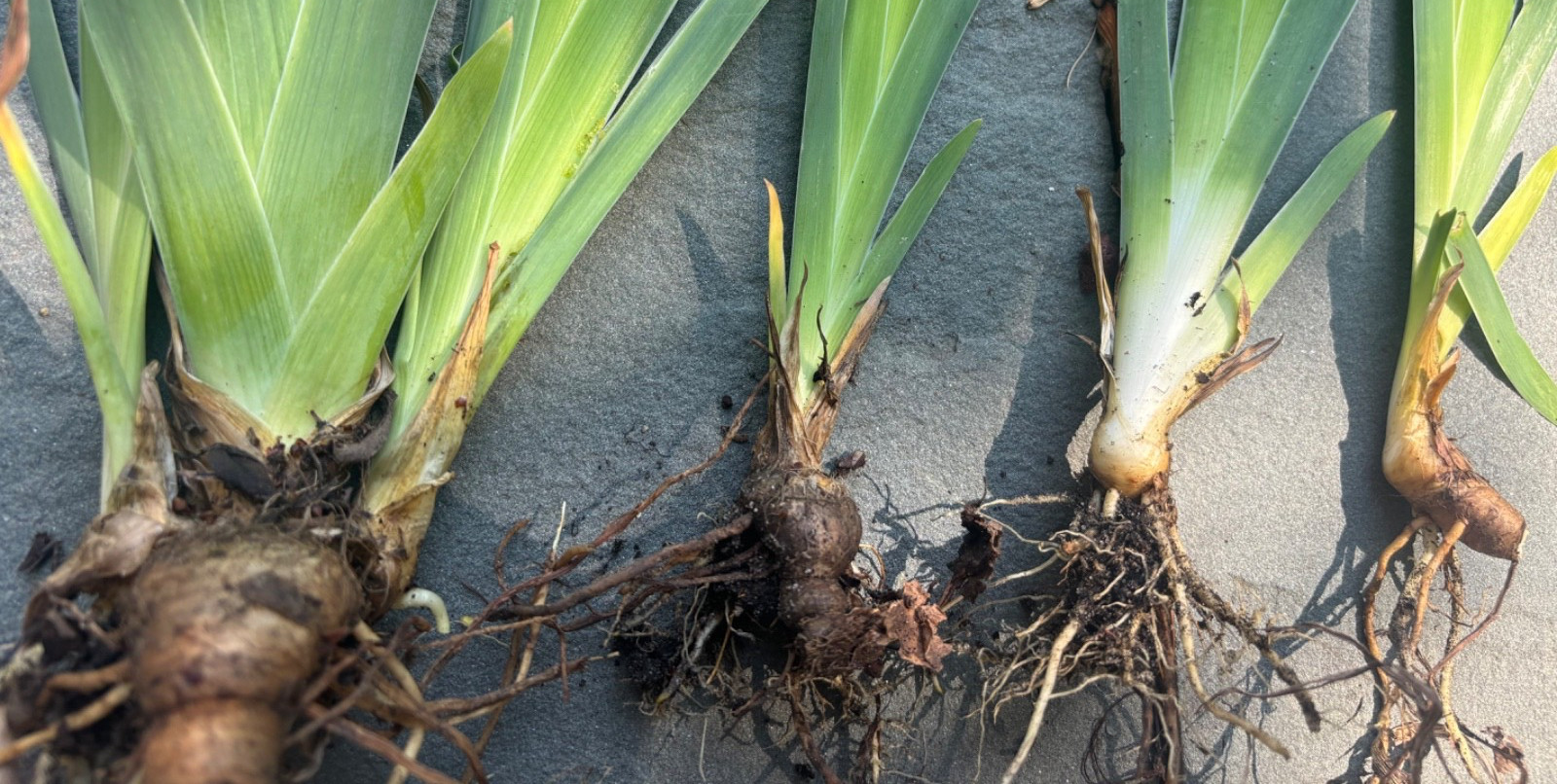 Yellow Iris – 6 Yellow Tall Bearded Iris Rhizomes – Perennial