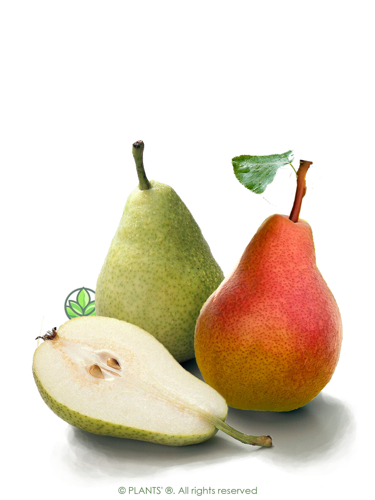 The Pear Tree | Premium Seeds | Pyrus communis ‘Fruit’ | Plants’®