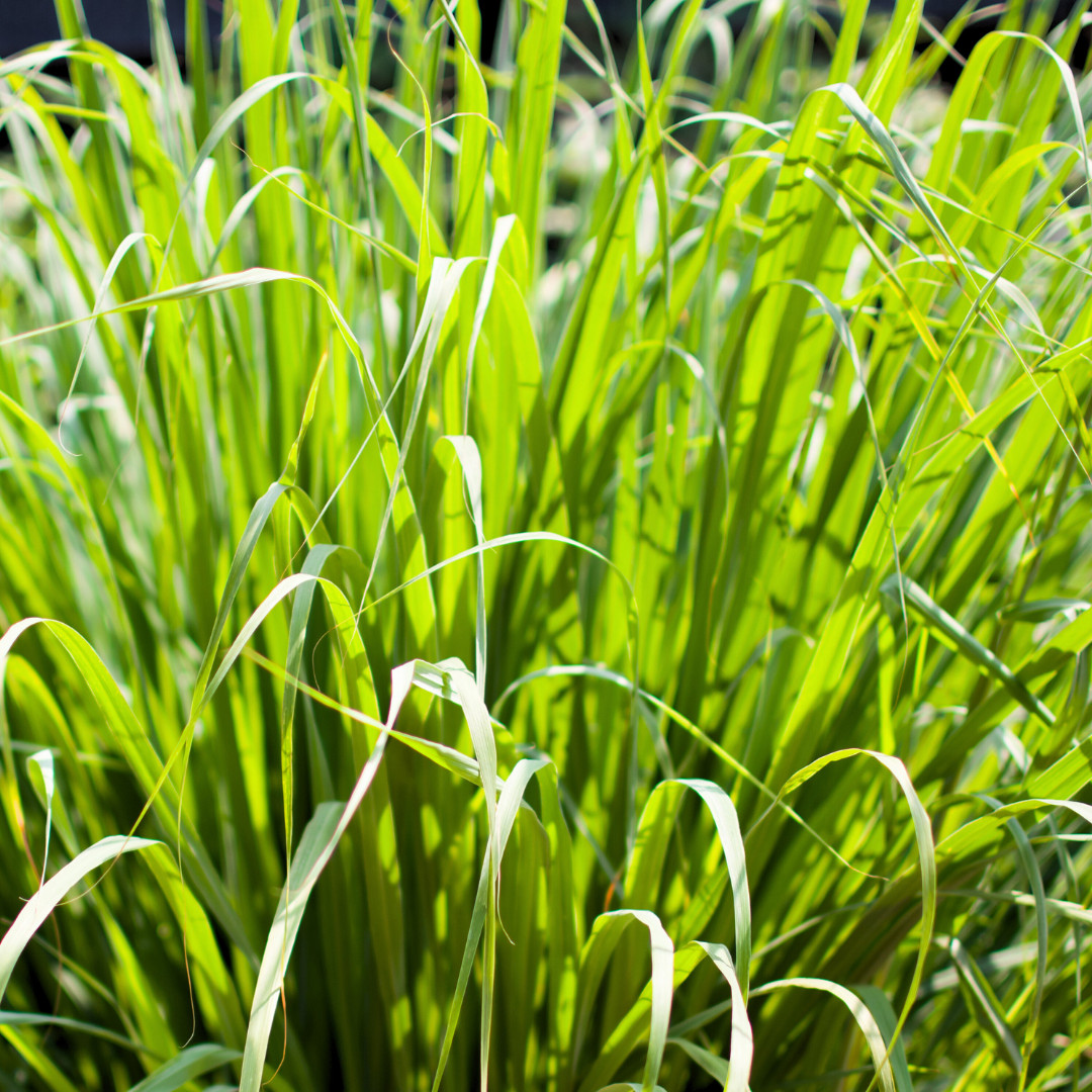 Fresh Lemongrass Herb Seeds | Xiang Mao | Heirloom Non-GMO | Asian Herb Seeds